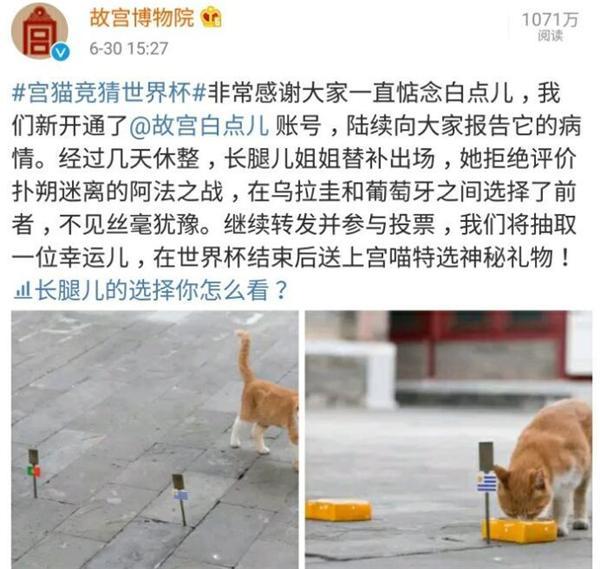 故宮貓猜中7場世界杯！1只最近患上貓血栓 另1只拒絕猜測阿根廷！